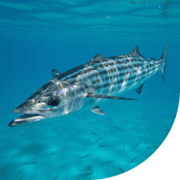 Wahoo — book a wahoo fishing charter